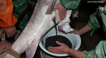 В Атырау из огромной "царь-рыбы" сцедили 30 килограммов икры