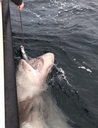 Зверь из бездны: Рыбак поймал "крупнейшую акулу в Европе"