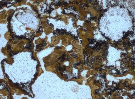 Найдены древнейшие следы жизни на Земле