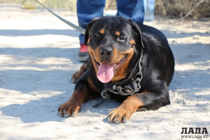 Как провести ближайшие выходные в Актау