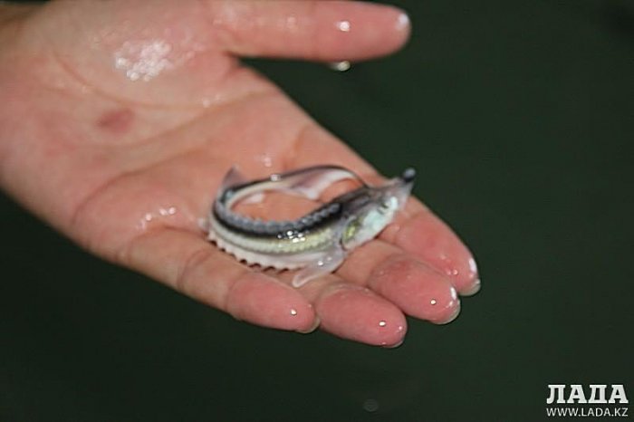 Как провести ближайшие выходные в Актау