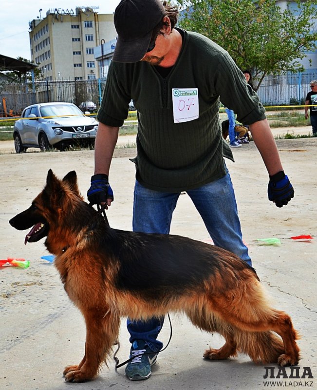 Выставка собак прошла в Актау