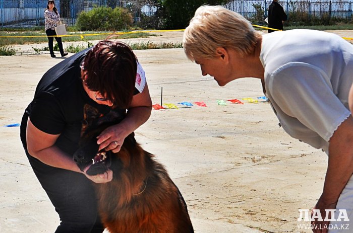 Выставка собак прошла в Актау