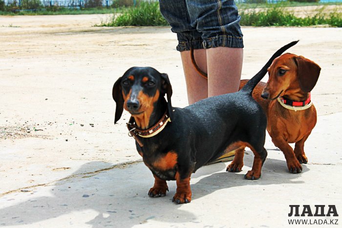 Выставка собак прошла в Актау