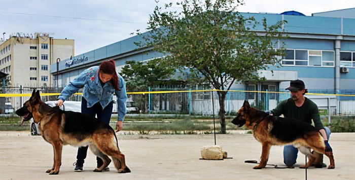 Выставка собак прошла в Актау