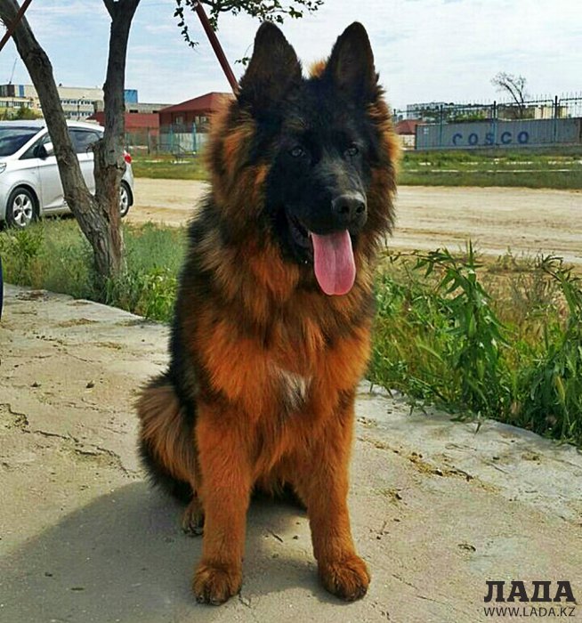 Выставка собак прошла в Актау