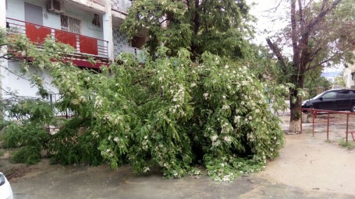 Во время ливня в Актау упало шесть деревьев