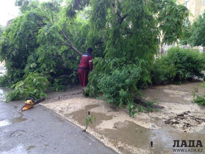 Во время ливня в Актау упало шесть деревьев