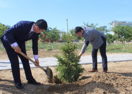 Предприниматель Актау подарил городу тысячу елей