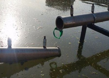 "Каравельное" царство лягушек