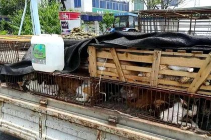 Сотни приготовленных для продажи в рестораны кошек спасли в Китае