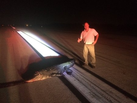 Самолет сбил 200-килограммового аллигатора в Орландо