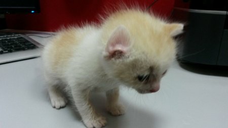 Отдам котенка в хорошие руки