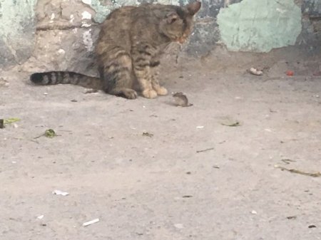 Том и Джерри в Актау. ФОТО