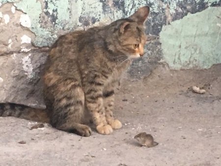 Том и Джерри в Актау. ФОТО