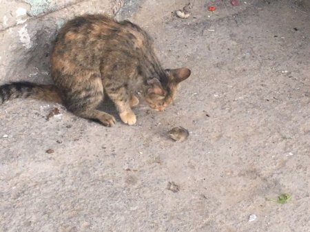 Том и Джерри в Актау. ФОТО