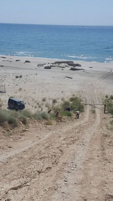 Что хотят, то и воротят! ФОТО