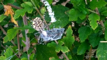 Что за паук? 