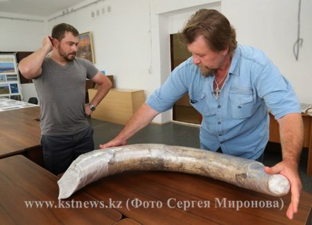 60-килограммовый бивень мамонта нашли в угольном карьере в Костанайской области