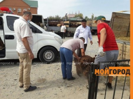 Перевозку баранов в машине "неотложки" объяснили в станции скорой помощи Атырау