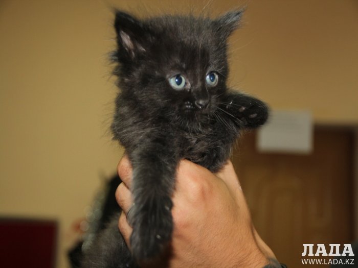 «Ладные» котята ждут своих хозяев