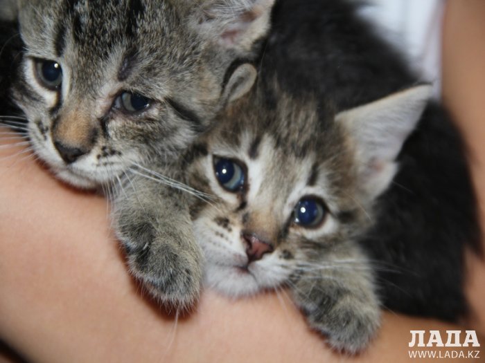 «Ладные» котята ждут своих хозяев