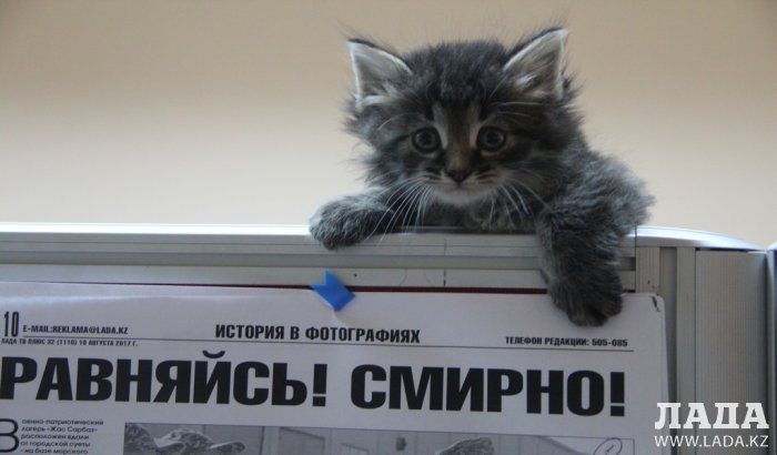 «Ладные» котята ждут своих хозяев