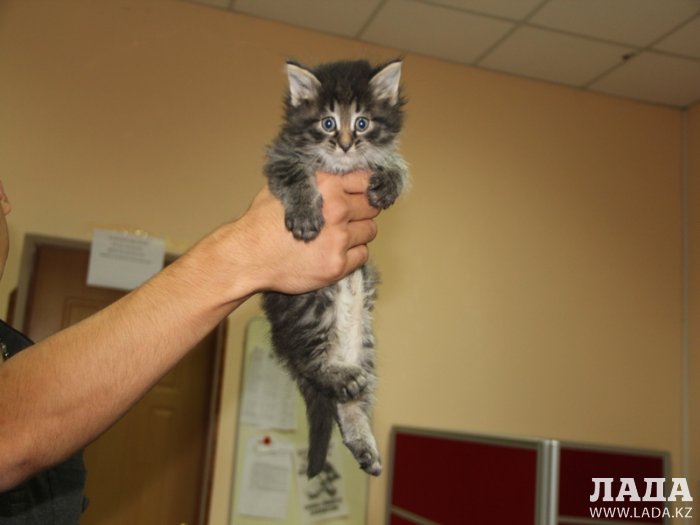 «Ладные» котята ждут своих хозяев