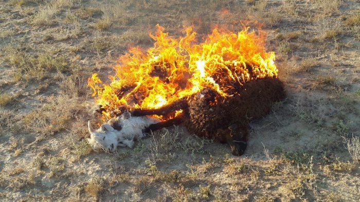 Жители Мангистау пересылают друг другу сообщения о «чупакабре»