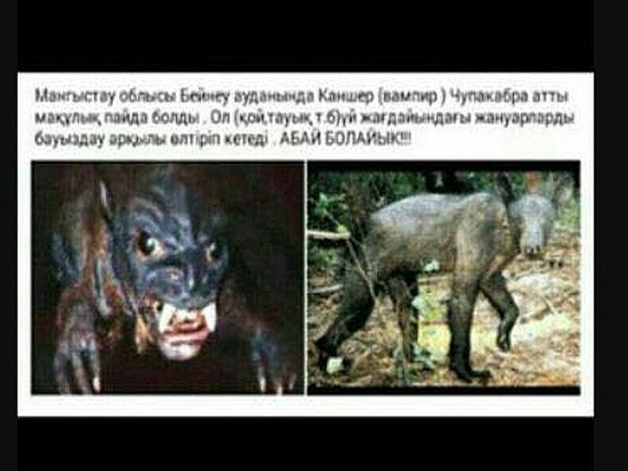 Жители Мангистау пересылают друг другу сообщения о «чупакабре»