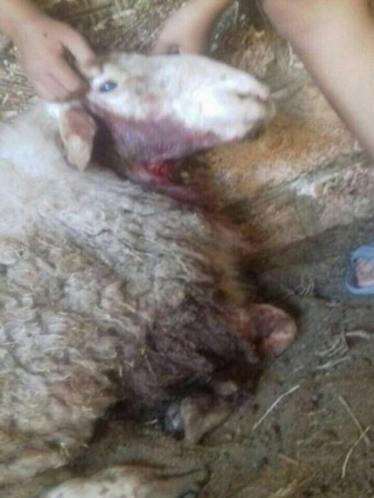 Жители Мангистау пересылают друг другу сообщения о «чупакабре»