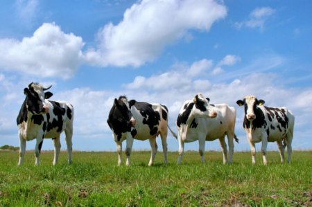 Ученые Казахстана определят, где можно будет пасти крупный рогатый скот