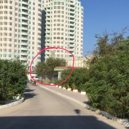 Руки прочь от зелени Актау!