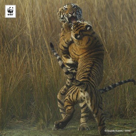 Ди Каприо: Казахстан первым вернет тигров в Среднюю Азию