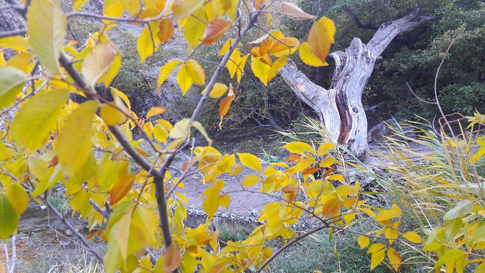 Вот где настоящая осень в Мангистау