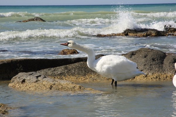 Лебеди прилетели в Актау