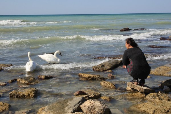 Лебеди прилетели в Актау