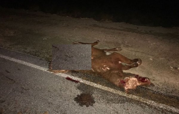 На трассе Актау - Форт-Шевченко автомобиль сбил корову