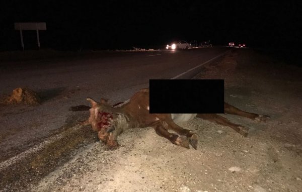 На трассе Актау - Форт-Шевченко автомобиль сбил корову