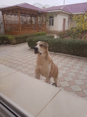 Пропала собака породы алабай