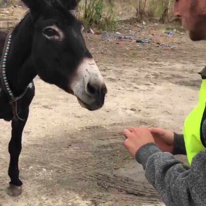 Наши в Болгарии. Курорты