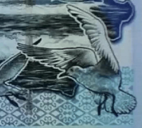 Автором чайки на новой купюре 500 тенге является швейцарский фотограф