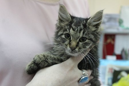 Сотворите новогоднее чудо!