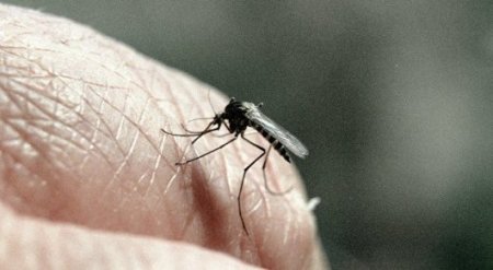 Биологи выяснили, как избежать укусов комаров