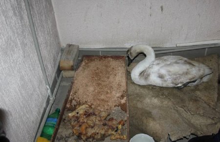 Жители Мангистау спасли найденного в степи лебедя