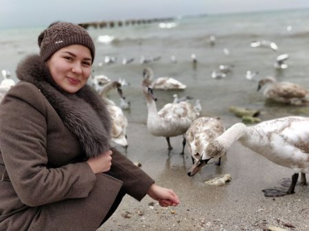 На побережье Актау голодают лебеди. ВИДЕО