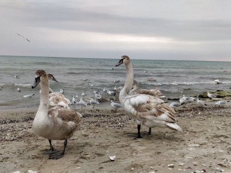 На побережье Актау голодают лебеди. ВИДЕО
