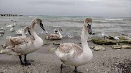 На побережье Актау голодают лебеди. ВИДЕО