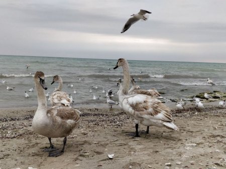 На побережье Актау голодают лебеди. ВИДЕО