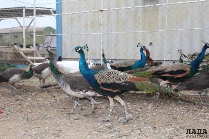 Как провести ближайшие выходные в Актау